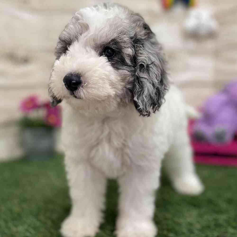 Male Mini Sheepadoodle 2nd Gen Puppy for Sale in Braintree, MA