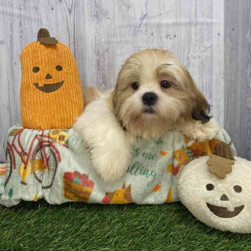 Male Shih Tzu Puppy for Sale in Saugus, MA