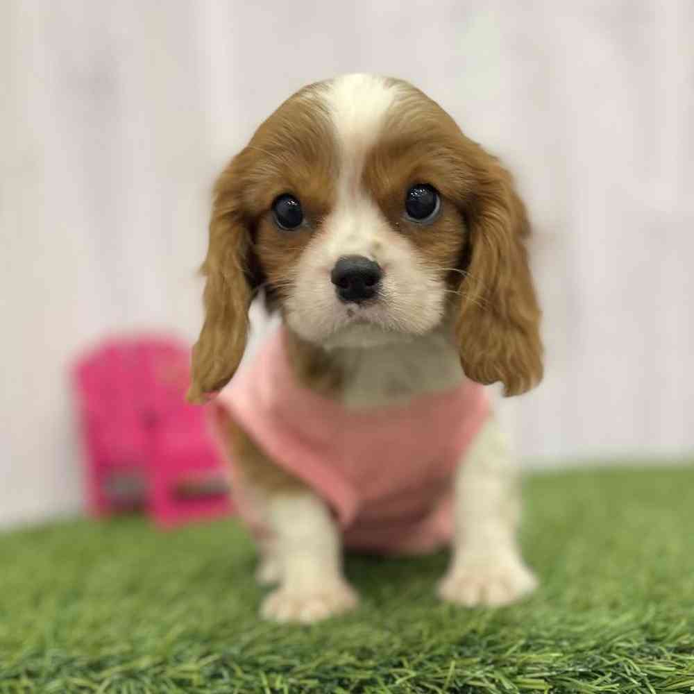 Female Cavalier King Charles Spaniel Puppy for Sale in Braintree, MA
