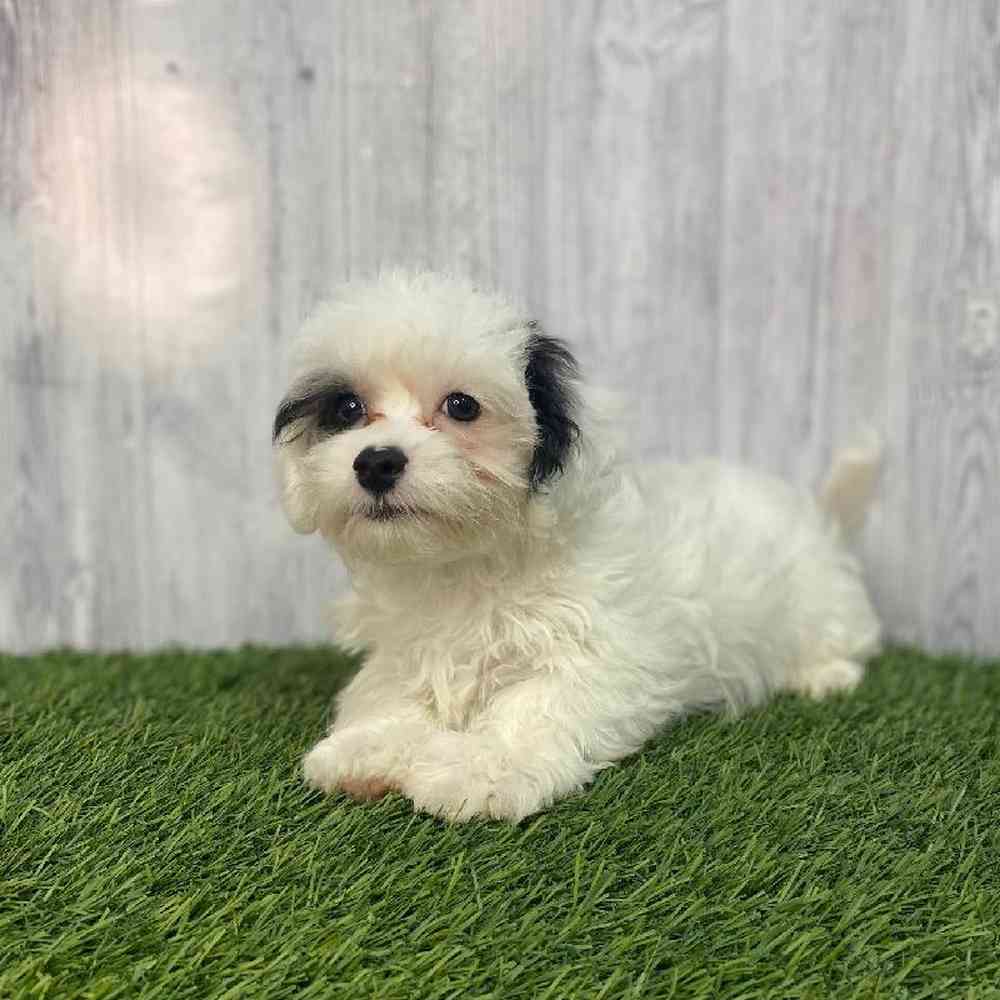 Male Lhasa-Poo Puppy for Sale in Saugus, MA