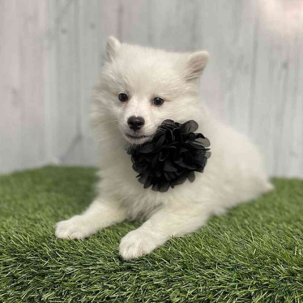Female American Eskimo Puppy for sale