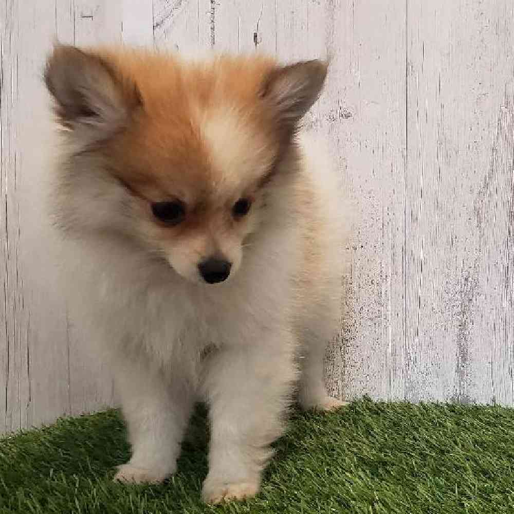 Female Pomeranian Puppy for sale