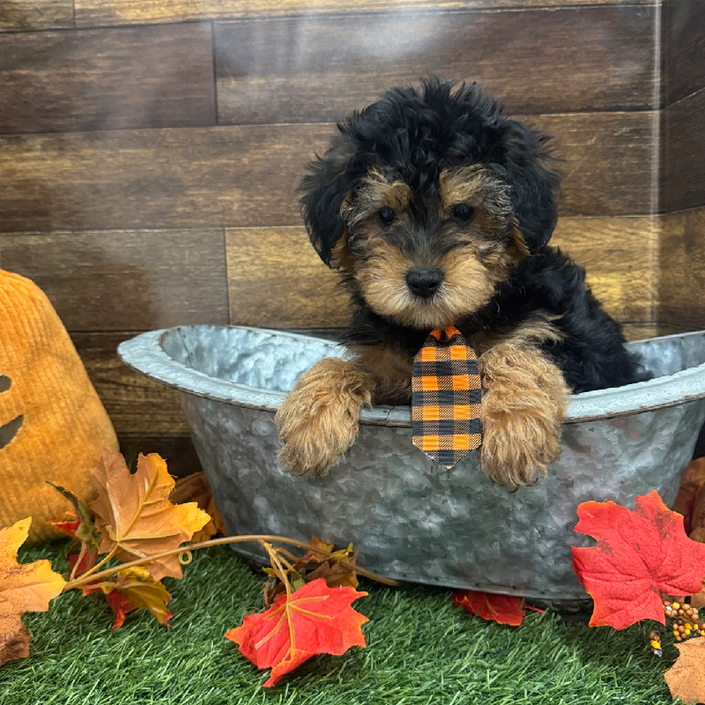 Male Yorkie-Poo Puppy for Sale in Braintree, MA
