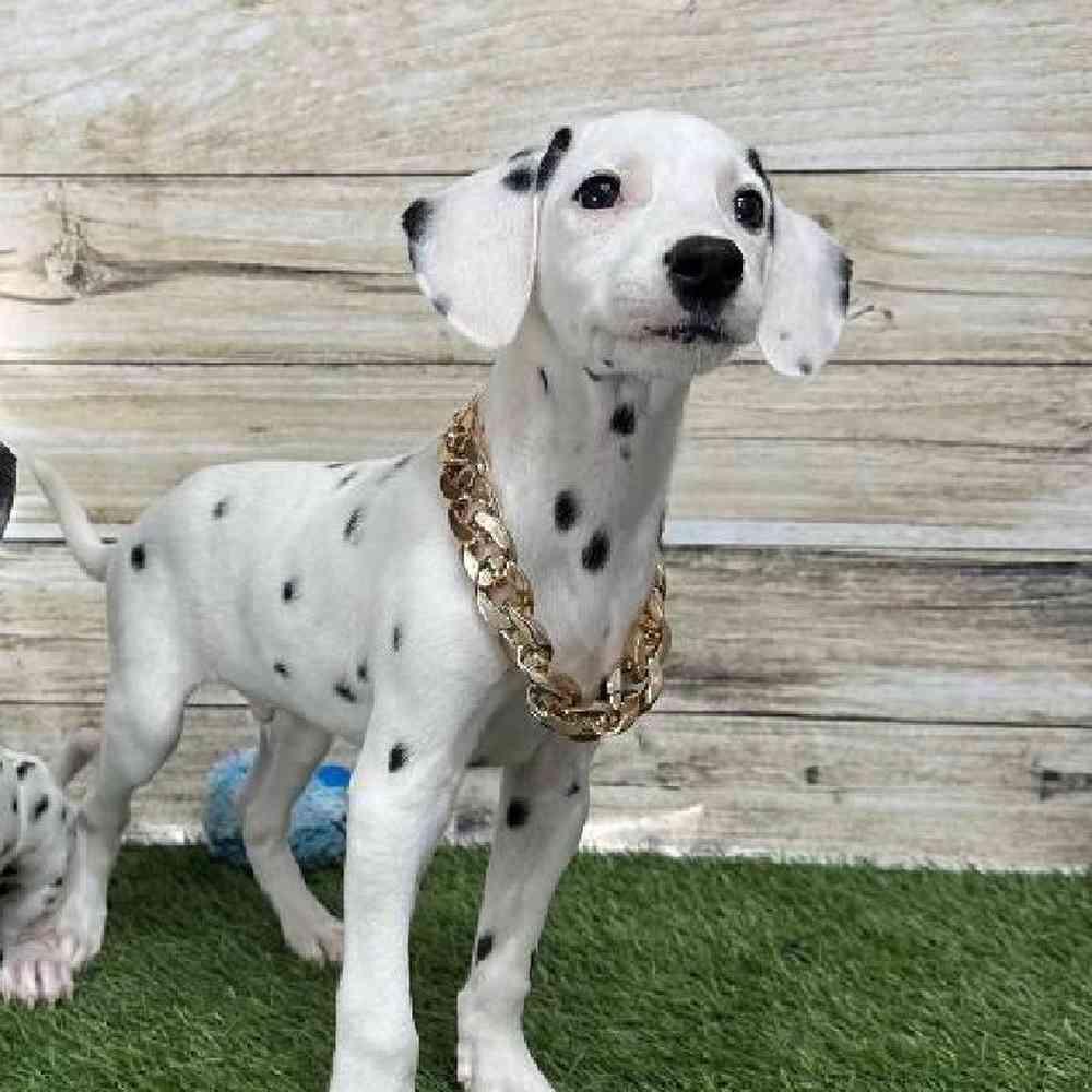 Male Dalmatian Puppy for Sale in Saugus, MA