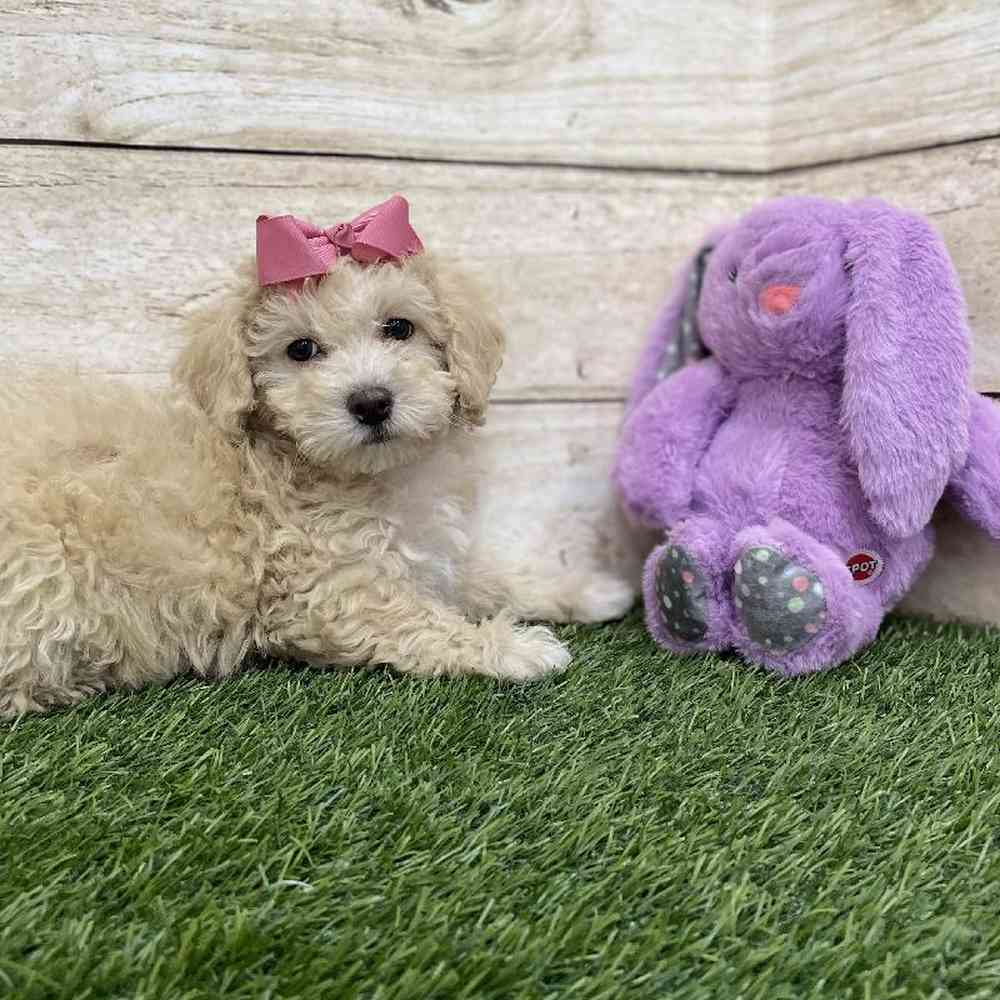 Female Cavachon Puppy for Sale in Braintree, MA