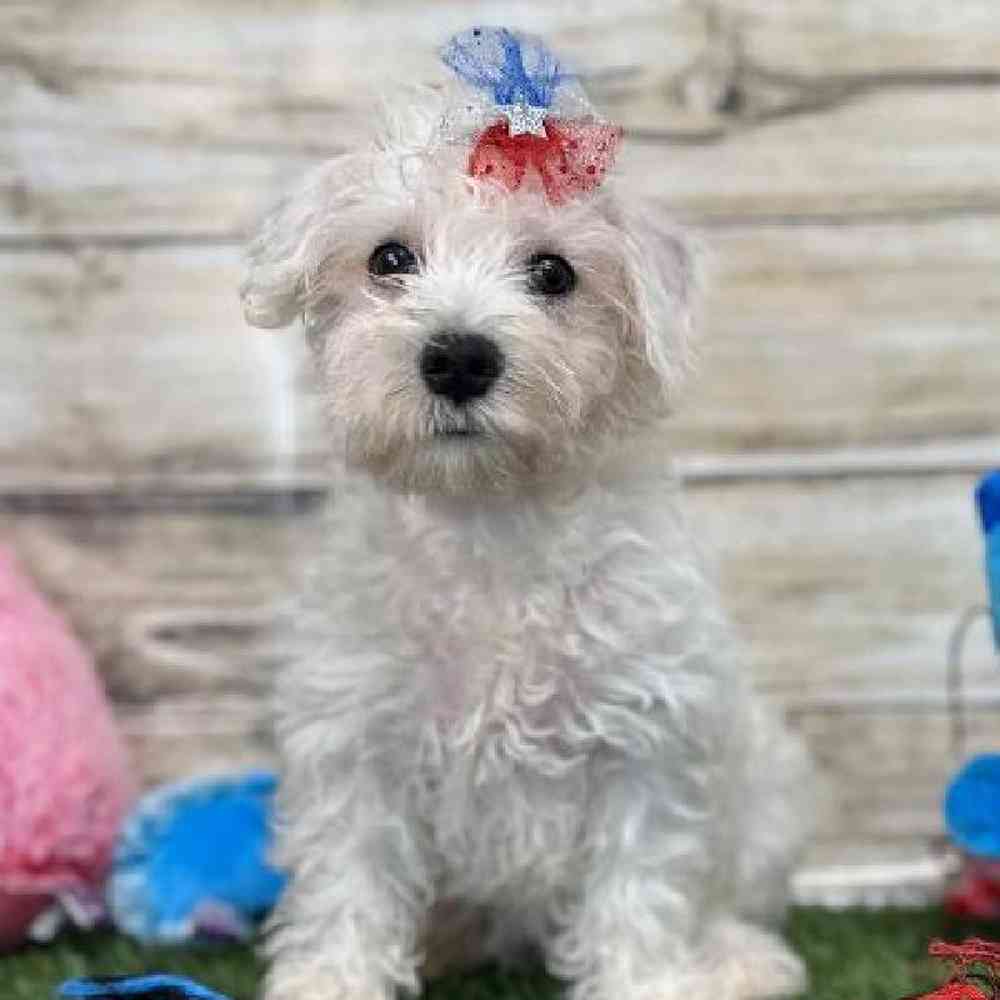 Female Schnoodle Puppy for Sale in Saugus, MA