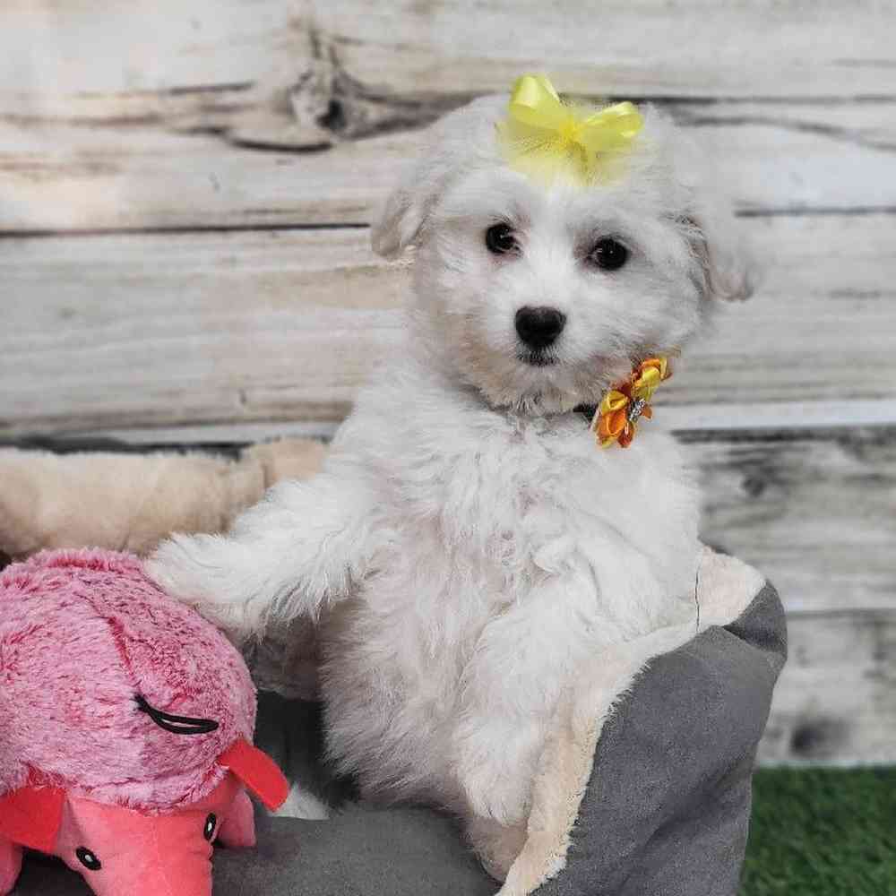 Female Coton De Tulear Puppy for Sale in Saugus, MA