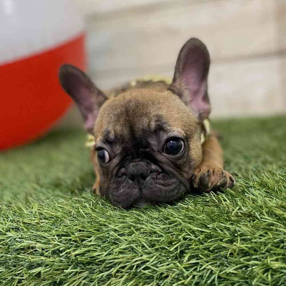 Male French Bulldog Puppy for Sale in Braintree, MA