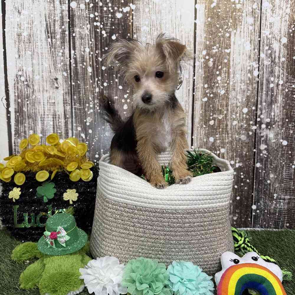 Male Morkie Puppy for Sale in Saugus, MA