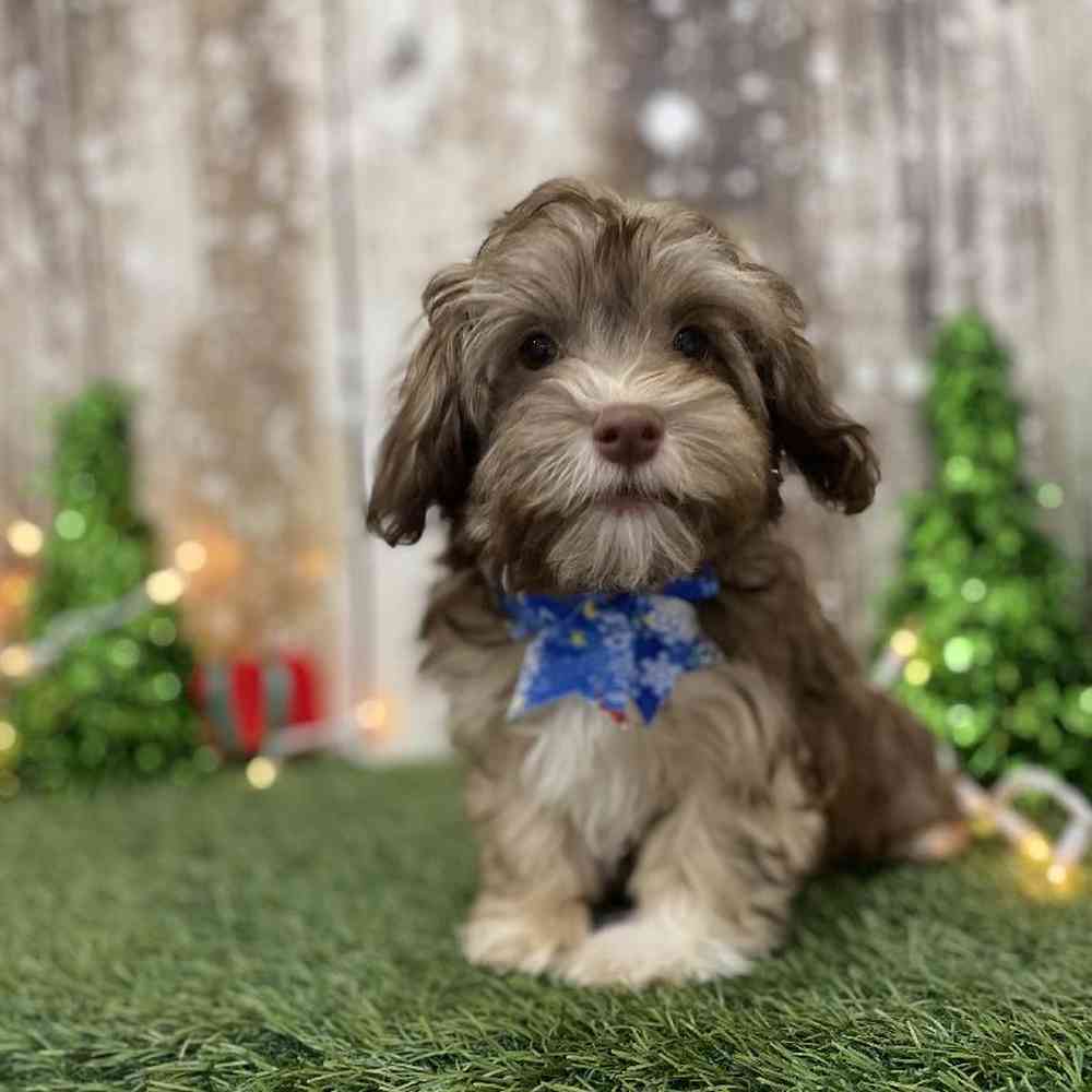 Male Havanese Puppy for Sale in Braintree, MA