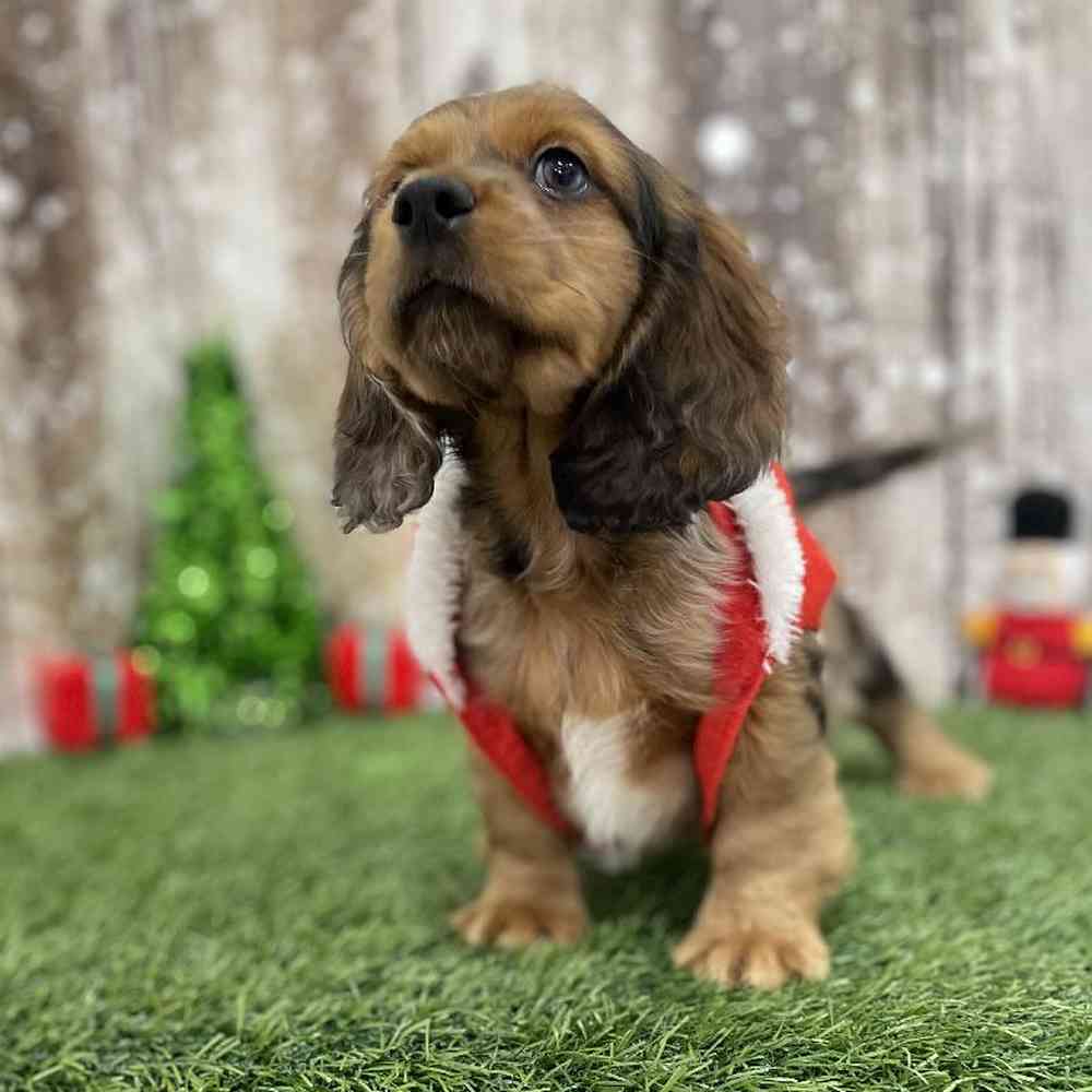 Male Docker Puppy for Sale in Braintree, MA