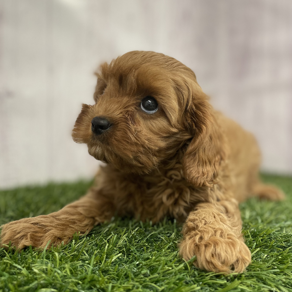 Female Cavapoo Puppy for Sale in Braintree, MA
