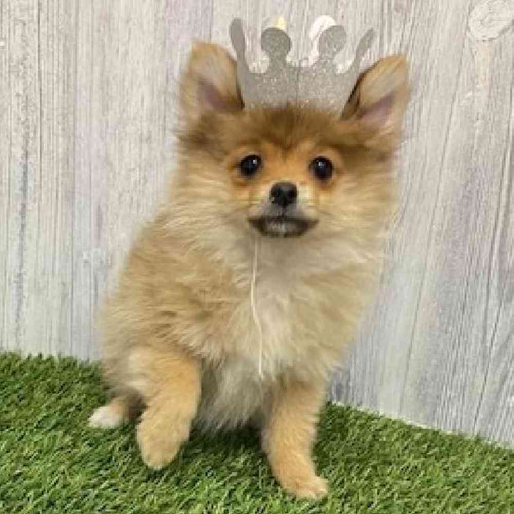 Female Pomeranian Puppy for Sale in Braintree, MA