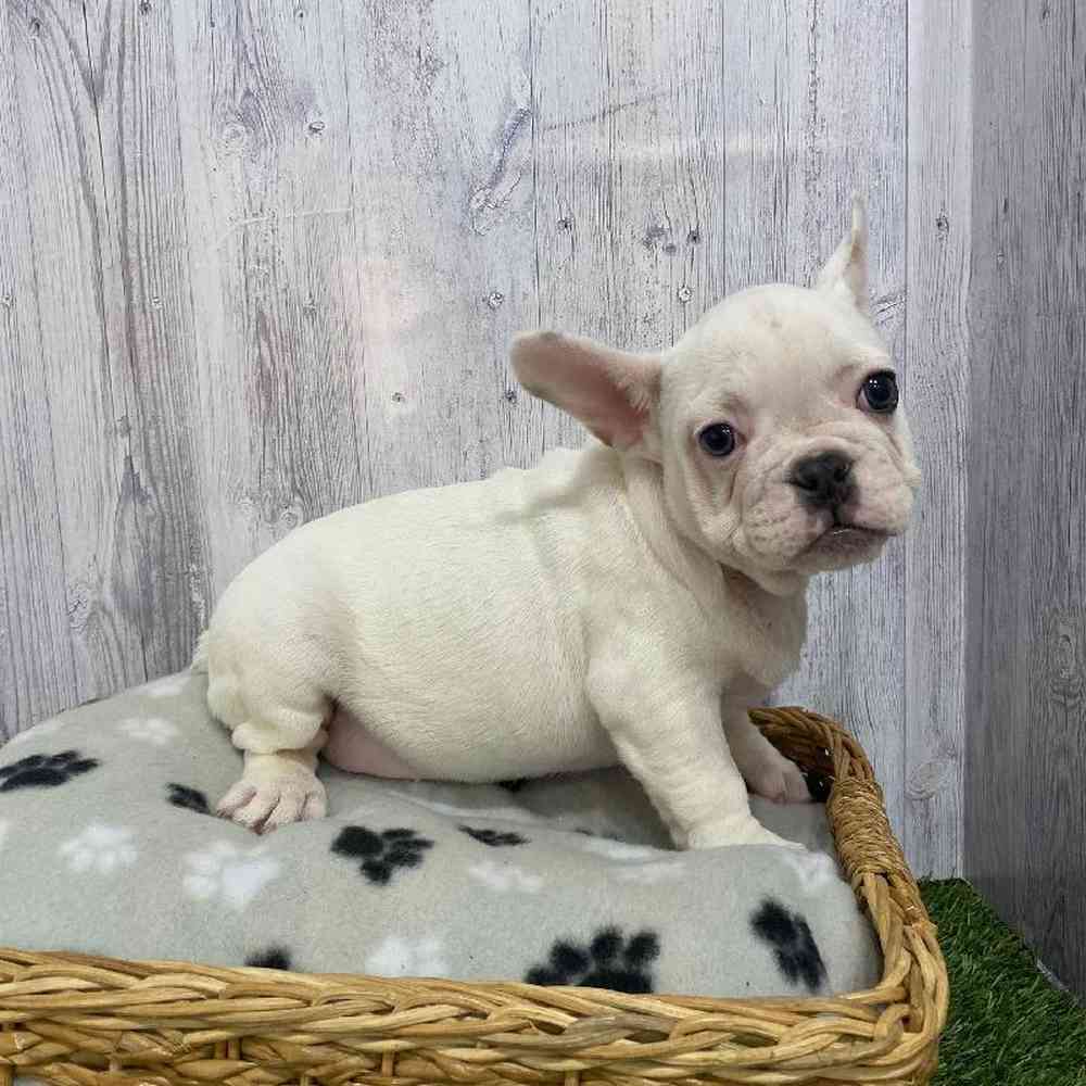Male French Bulldog Puppy for Sale in Saugus, MA
