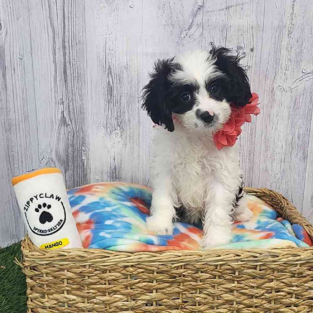 Female Cavapoo Puppy for Sale in Saugus, MA