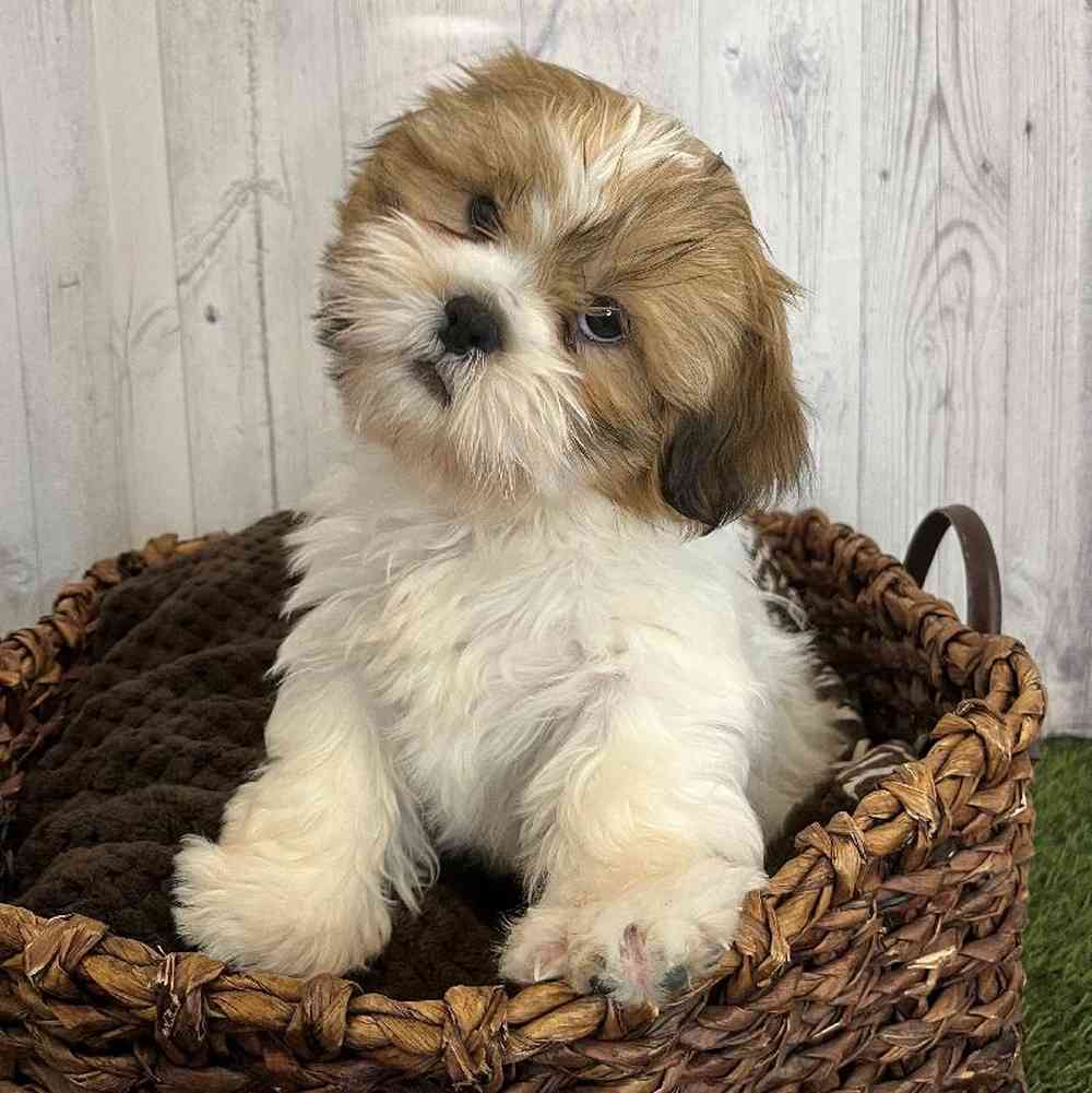 Male Shih Tzu Puppy for Sale in Saugus, MA
