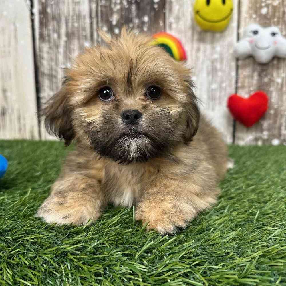 Female Lhasa Apso Puppy for Sale in Saugus, MA