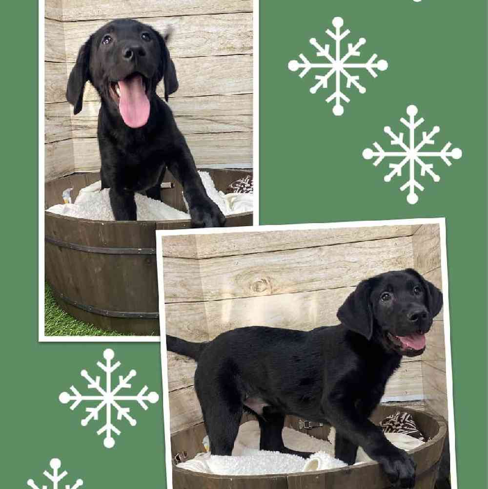 Male Labrador Retriever Puppy for Sale in Saugus, MA