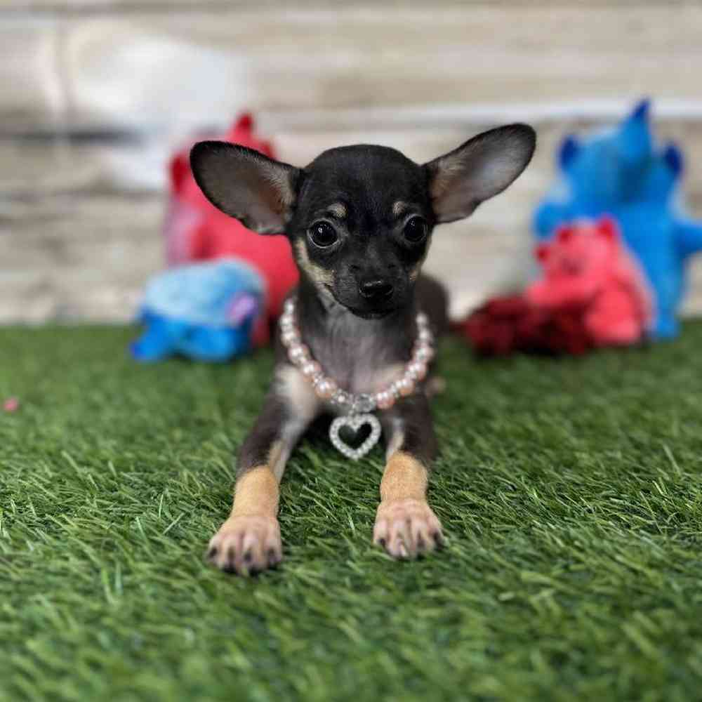 Female Chihuahua Puppy for Sale in Saugus, MA