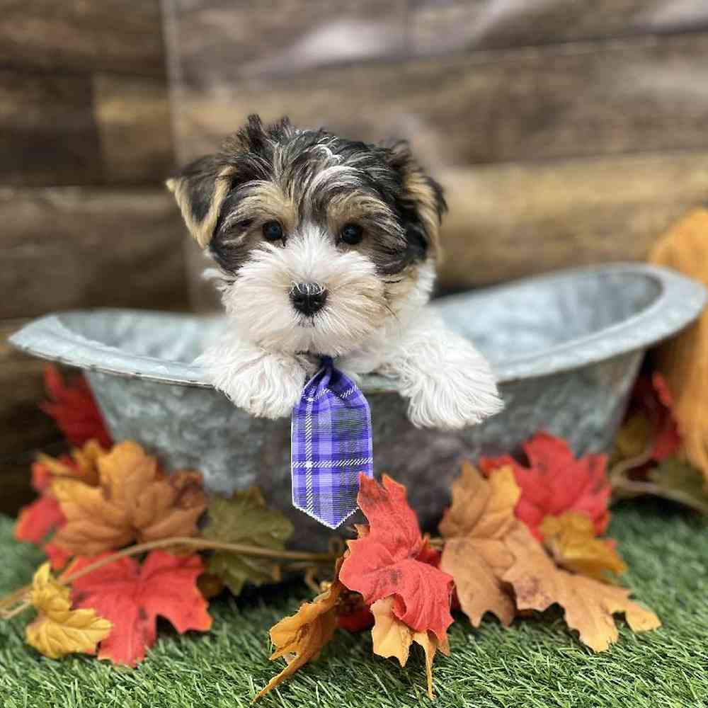 Male Yorkshire Terrier Puppy for Sale in Braintree, MA