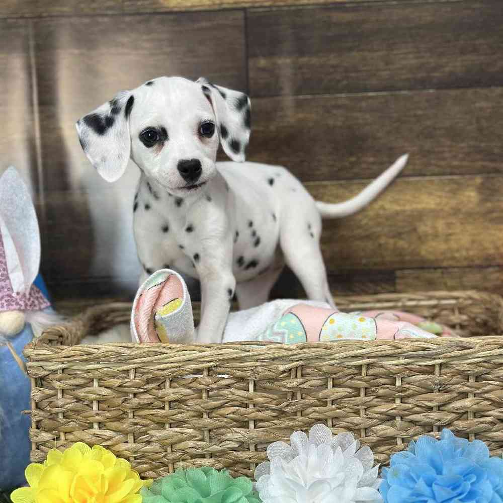 Female Dalmatian Puppy for Sale in Saugus, MA