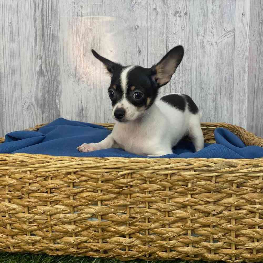 Male Chihuahua Puppy for Sale in Saugus, MA