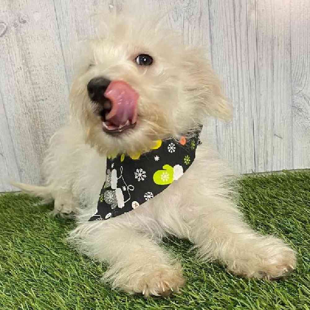 Male Wee-Chon Puppy for sale