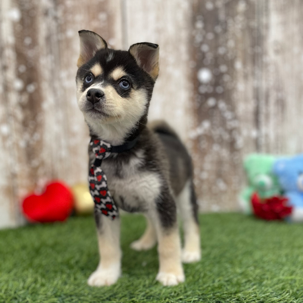 Male Alaskan Klee Kai Puppy for Sale in Braintree, MA