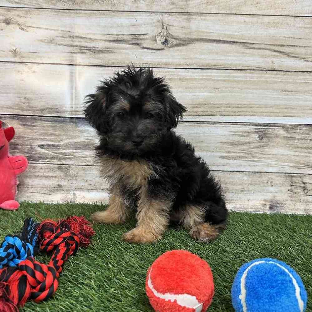 Male Bichon-Poodle 2nd Gen Puppy for Sale in Braintree, MA