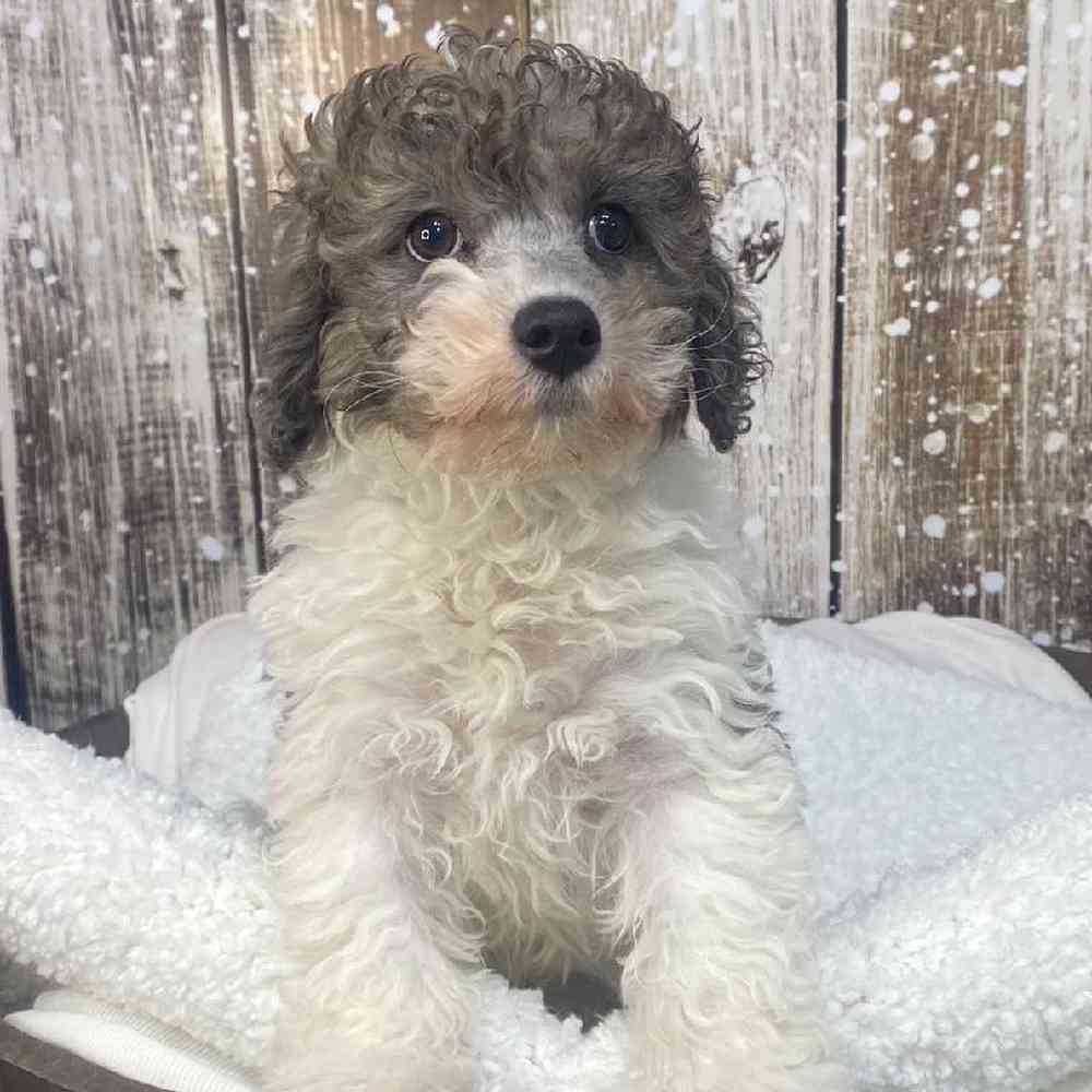 Male Cavachon Puppy for Sale in Saugus, MA