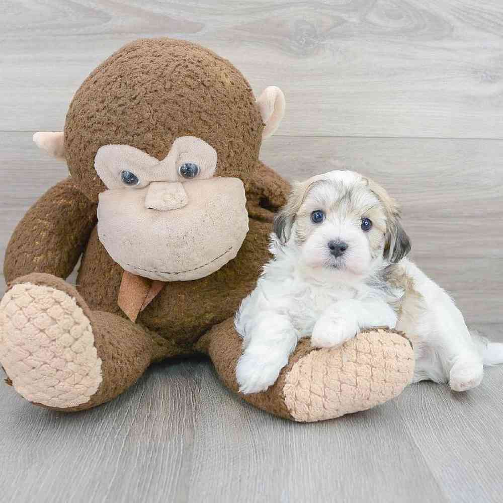 maltipoo-neiman-568812466330450.jpg