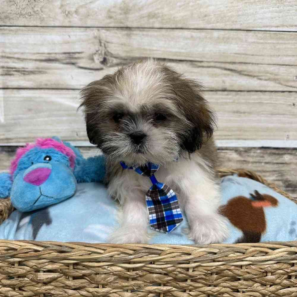 Male Shih Tzu Puppy for Sale in Saugus, MA