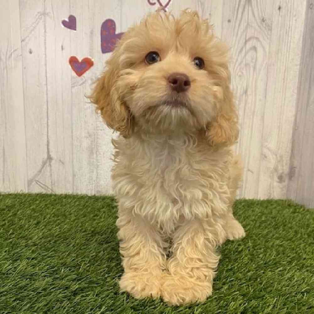 Male Cockapoo Puppy for sale