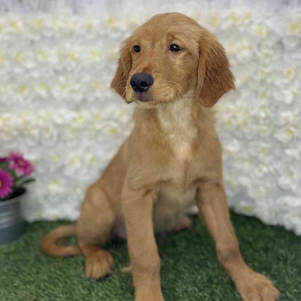 Male Golden Retriever Puppy for Sale in Braintree, MA