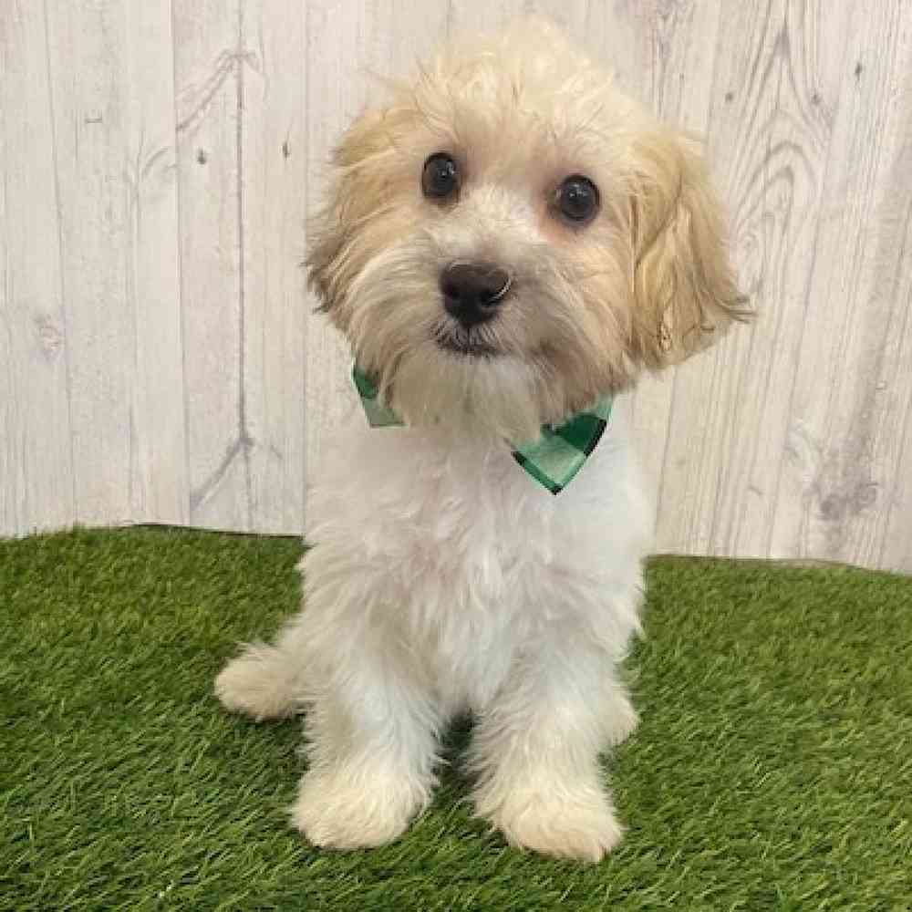 Male Teddy Bear (Zuchon) Puppy for sale
