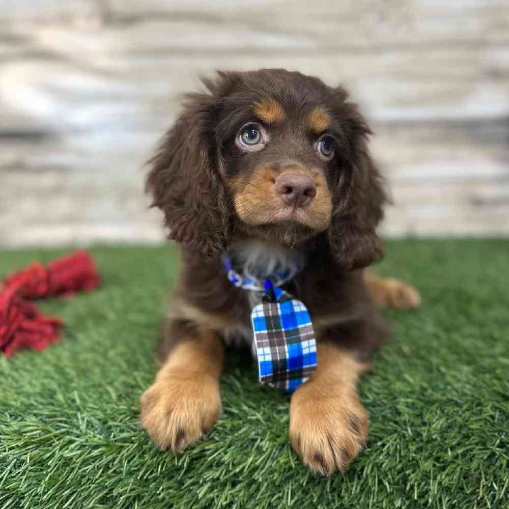 Male Cotralian (Mini Aussie/Cocker Spaniel) Puppy for Sale in Saugus, MA