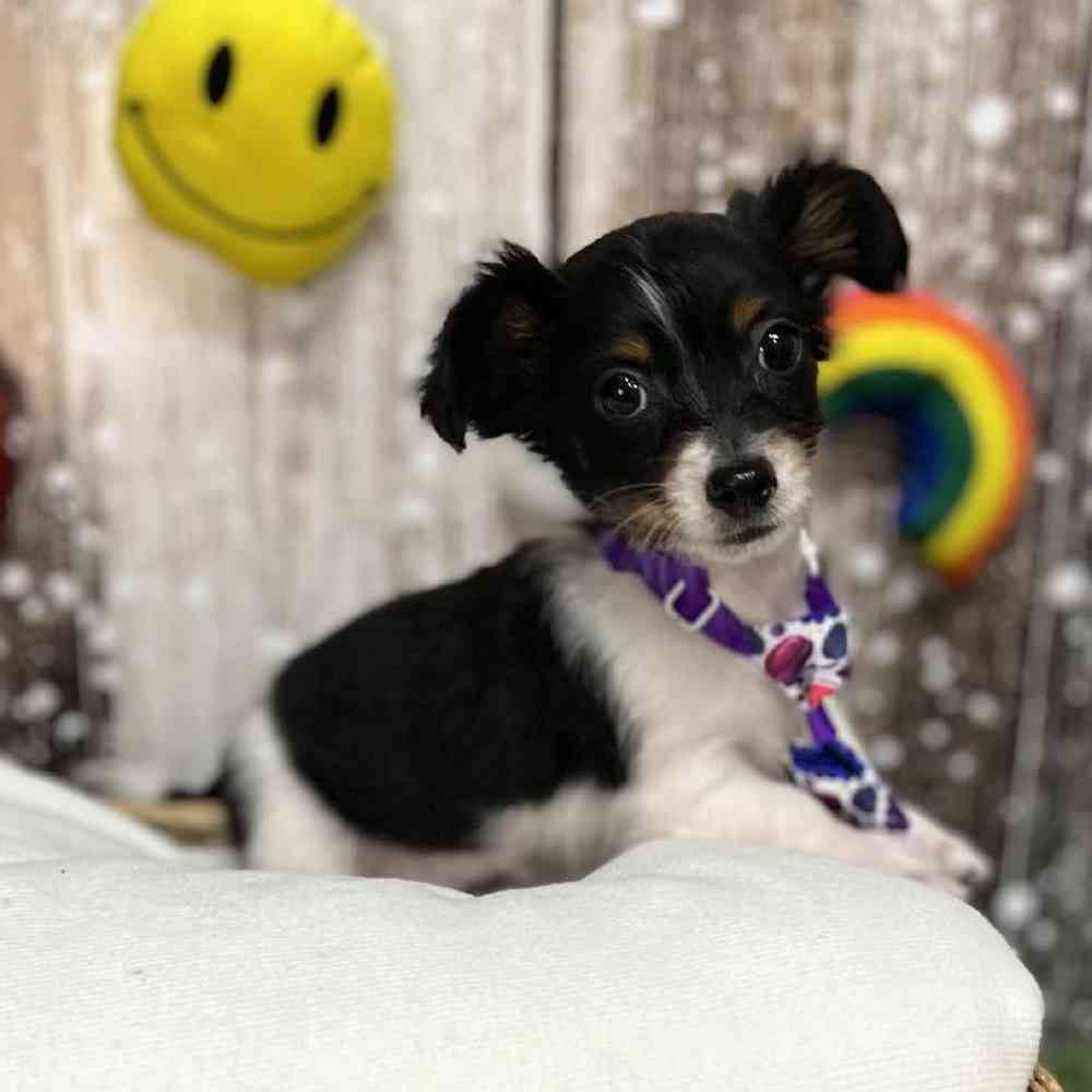 Male Chiweenie Puppy for Sale in Saugus, MA