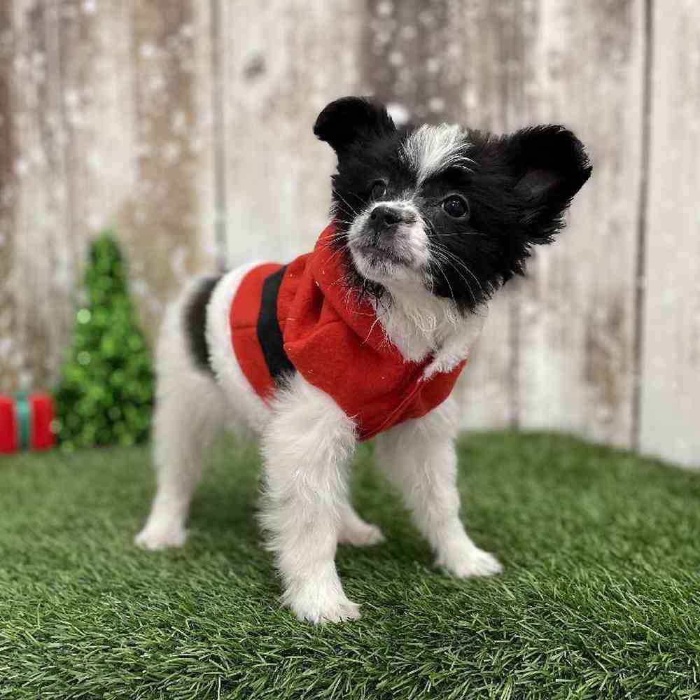 Female Papillon Puppy for Sale in Braintree, MA