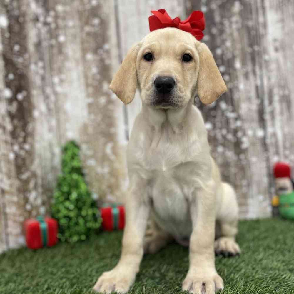 Female Labrador Retriever Puppy for Sale in Braintree, MA