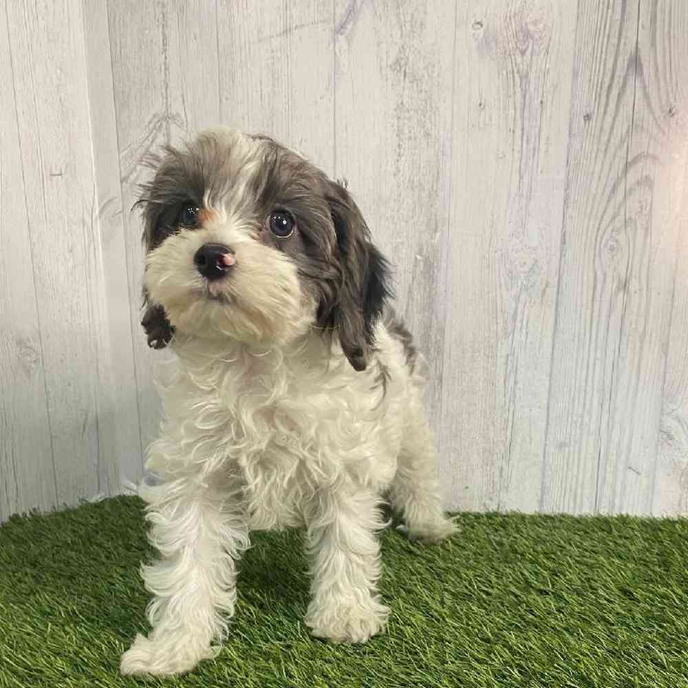 Male Cavapoo Puppy for sale