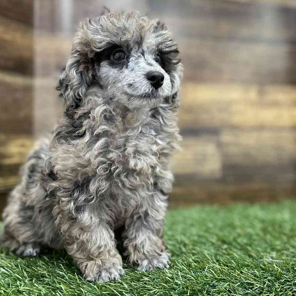 Male Poodle Toy Puppy for Sale in Braintree, MA