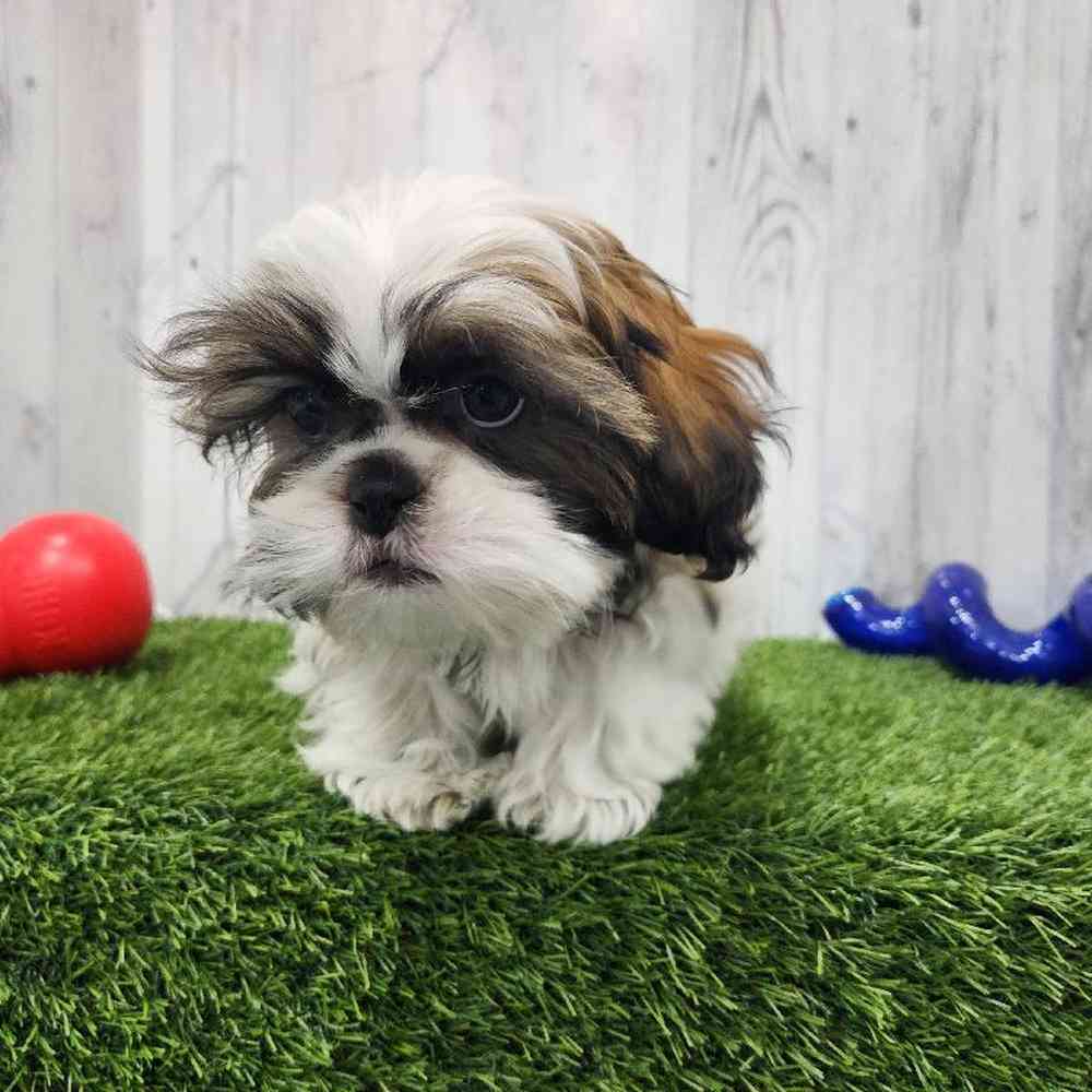 Male Shih Tzu Puppy for Sale in Braintree, MA