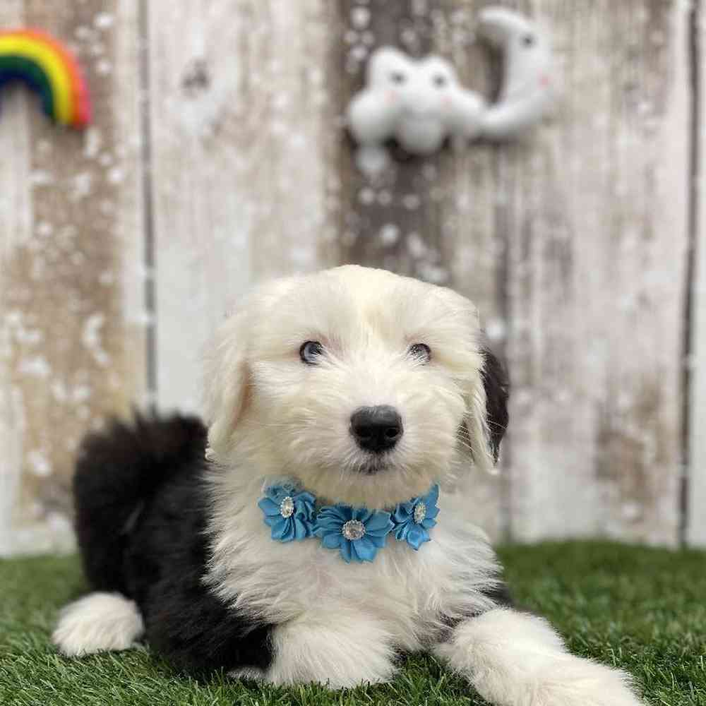 Female Old English Sheepdog Puppy for Sale in Braintree, MA