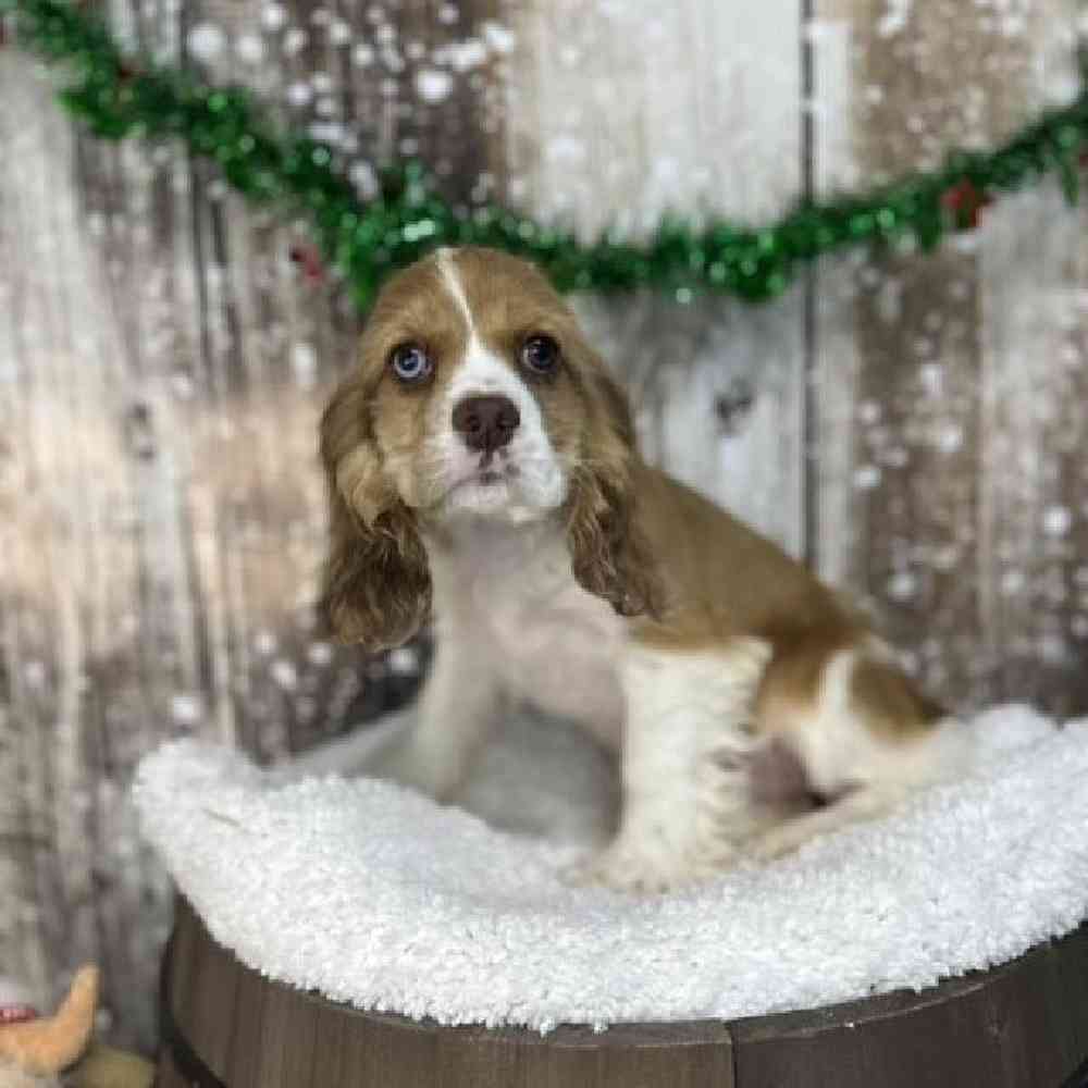 Female Cocker Spaniel Puppy for Sale in Braintree, MA