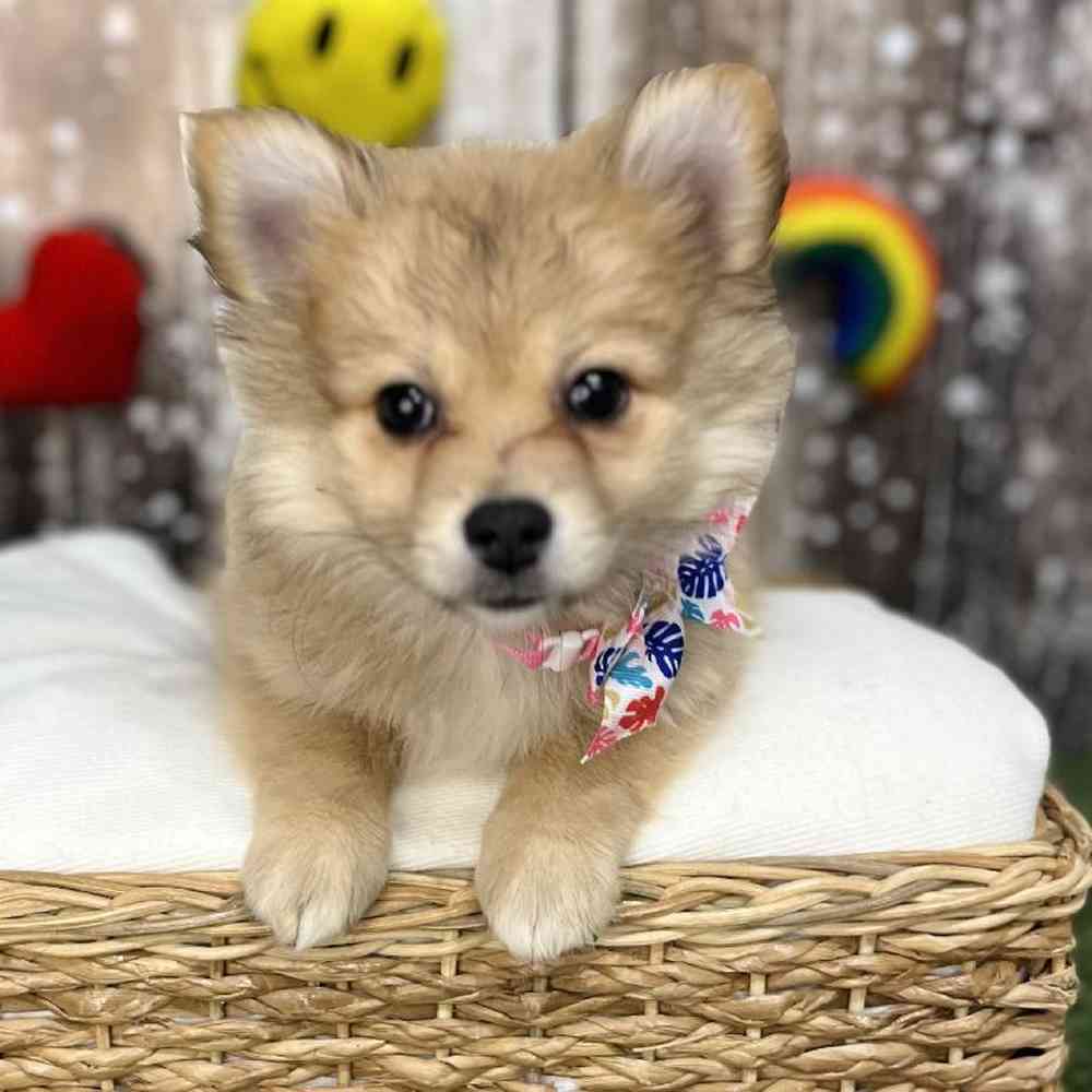 Female Pomimo Puppy for Sale in Saugus, MA
