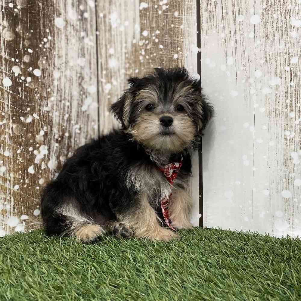 Male Morkie Puppy for Sale in Braintree, MA