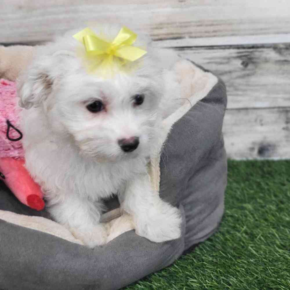 Female Coton De Tulear Puppy for Sale in Saugus, MA