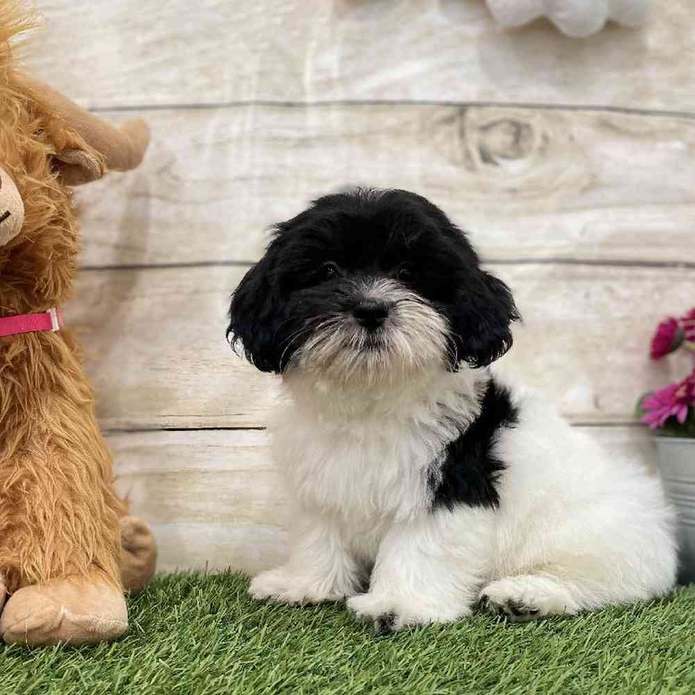 Male Havanese Puppy for Sale in Braintree, MA