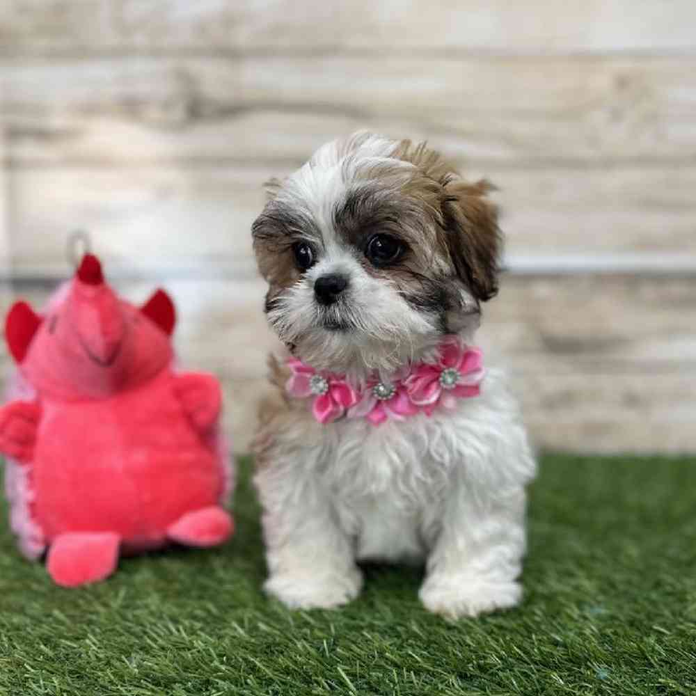 Female Teddy Bear (Zuchon) 2nd Gen Puppy for Sale in Saugus, MA