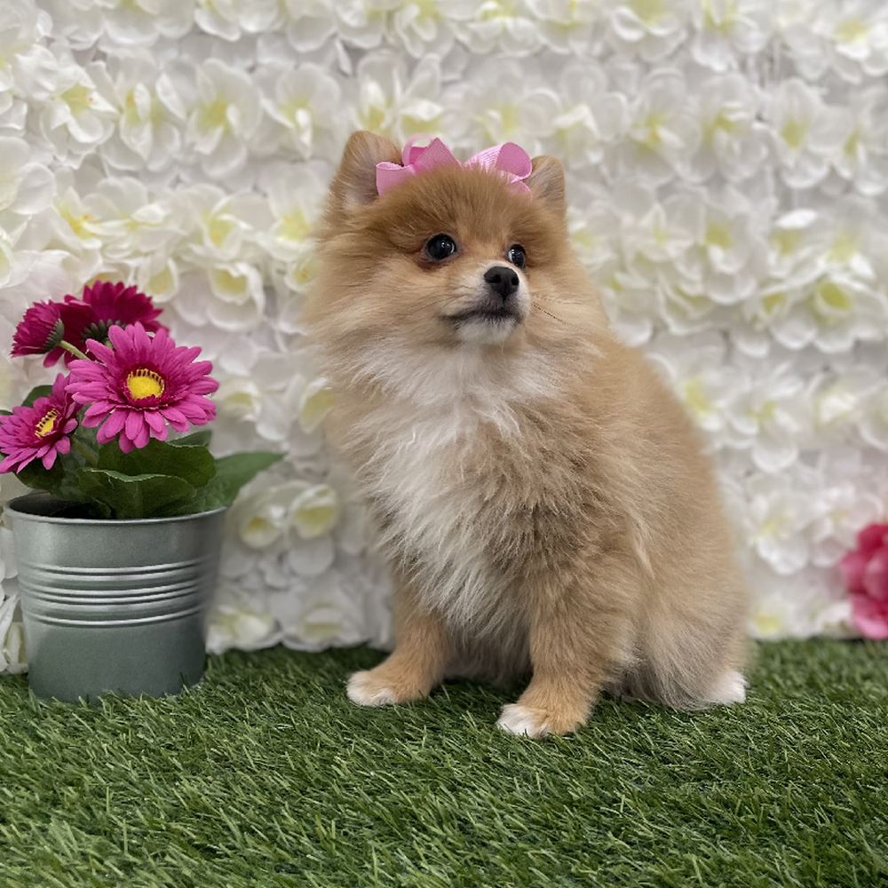 Female Pomeranian Puppy for Sale in Braintree, MA